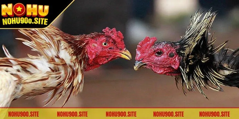 Đá Gà Cựa Dao - Hình Thức Cược Được Yêu Thích Nhất 2 Gà tre là giống gà nhỏ nhắn nhưng không kém phần mạnh mẽ