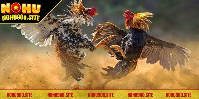 Đá Gà Cựa Dao - Hình Thức Cược Được Yêu Thích Nhất 1 Đá gà cựa dao trên nền tảng trực tuyến thu hút kê thủ theo dõi