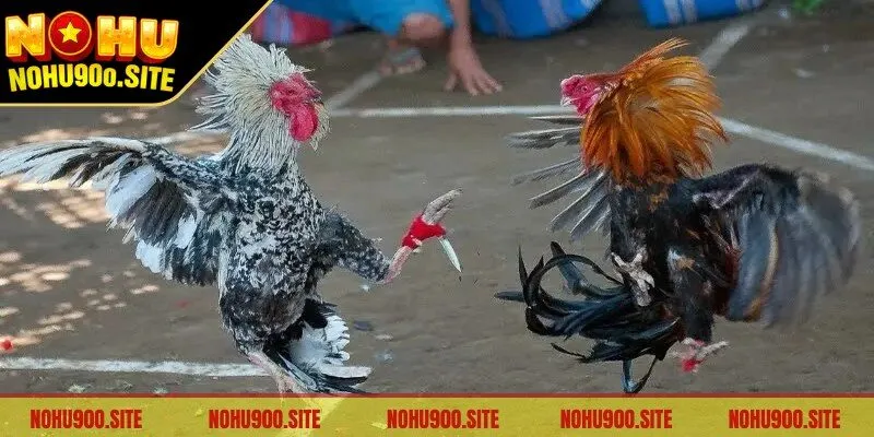Đá Gà Malaysia - Sân Chơi Kịch Tính, Hấp Dẫn Khó Cưỡng 3 Theo dõi chuyên gia phân tích chọi gà để đưa ra quyết định đúng