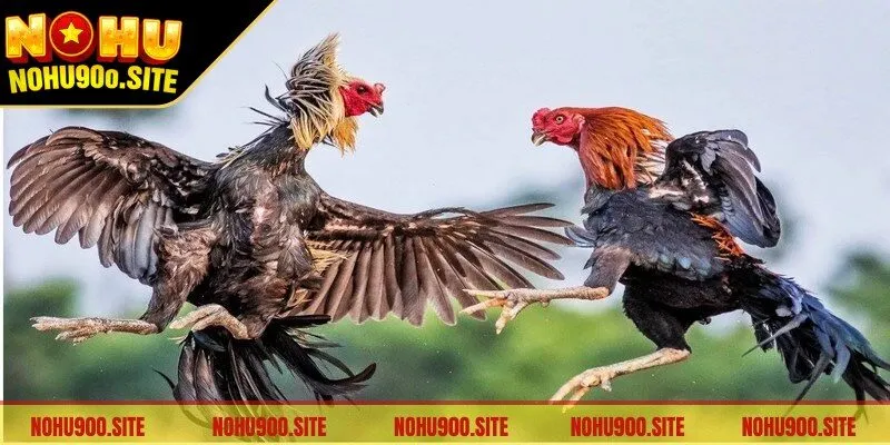 Đá Gà Thomo - Điểm Hẹn Cá Cược Đỉnh Cao Mọi Thời Đại 1 Đá Gà Thomo là một hình thức giải trí có sức hấp dẫn vượt bậc
